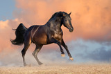 Fototapeta Konie - Bay stallion run gallop  against sunset clouds
