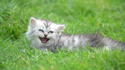 Wall Mural - Cute kitten sitting on green grass 13