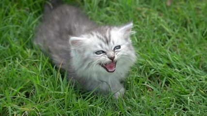 Wall Mural - Cute kitten sitting on green grass 