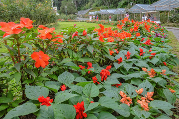 Impatiens Flowers Garden in Phu phing Chiangmai Thailand