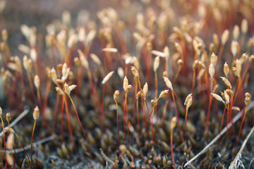 Wall Mural - Spring forest life. Abstract  composition with moss flowers. Soft focus