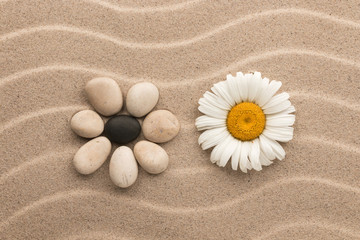 Wall Mural - Concept flower made of stones and live chamomile.