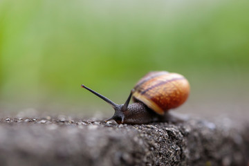 snail on stone