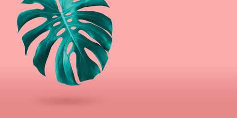 Tropical monstera leaf on coral color background minimal summer