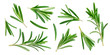 Rosemary twig and leaves isolated on white background with clipping path, collection