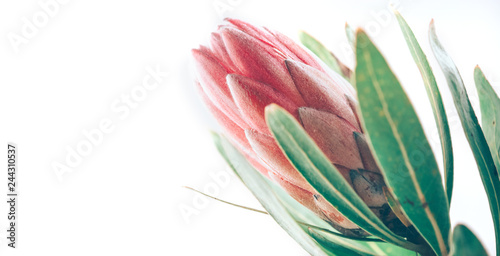 Protea bud closeup. Pink King Protea flower isolated on white background. Bea...