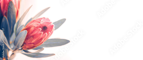 Protea buds closeup. Bunch of pink King Protea flowers over white. Valentine'...