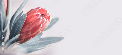 Protea bud closeup. Pink King Protea flower isolated on grey background. Beautiful fashion flower macro shot. Valentine's Day gift © Subbotina Anna