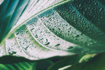 tropisches Blatt mit Wassertopfen