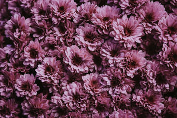 Natural background of fresh chrysanthemums