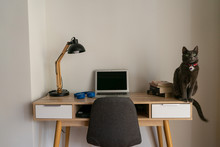 Cat Sitting On Home Office Desk 