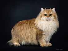 Amazing Full Coated Fluffy Golden British Longhair Cat Kitten Standing Side Ways. Looking At Camera With Big Green Eyes. Isolated On Black Background.