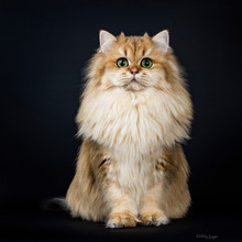 Amazing Full Coated Fluffy Golden British Longhair Cat Kitten Sitting Facing Front. Looking At Camera With Big Green Eyes. Isolated On Black Background.