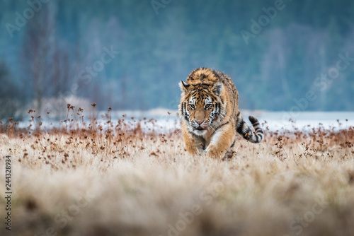 Siberian Tiger running. Bea...