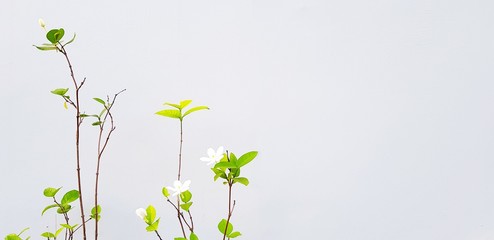 Wall Mural - Beautiful white or Mok flower with green leaves and branch isolated on gray cement wall background with copy space - Beauty of Nature  and plant concept. Scientific Name of Flower: Wrightia religiosa