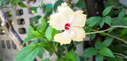 Wall Mural - Hibiscus or light yellow flower with green leaves and wall background with copy space - Beautiful, Beauty of Nature, Tree and Natural concept 
