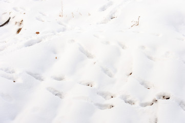 snow, white background