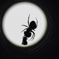 Araneus Spider on background of the moon