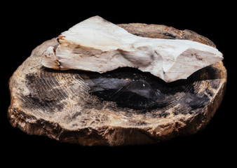 Two kinds of petrified wood on black background