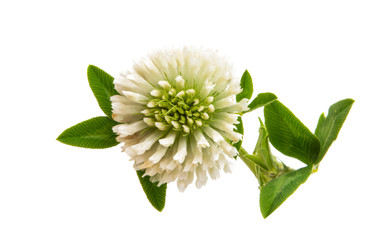 Wall Mural - clover flower isolated