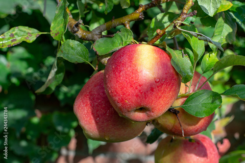 Fotomural Big braeburn apples riping on the apple tree