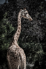 Die Giraffe II