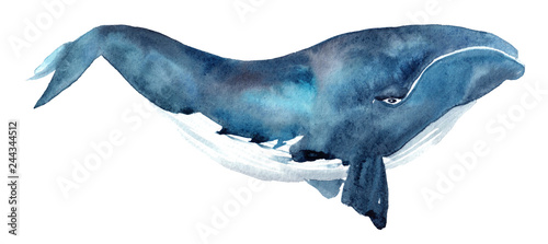 Fotografía watercolor illustration of a blue whale on a white background
