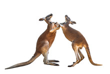 Fighting Two Red Kangaroos On White Background Isolated