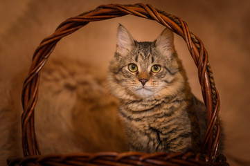 cat sitting in the basket