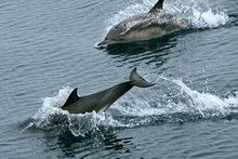 Dolphins Jumping In The Sea