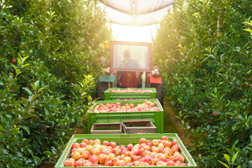 Harvesting apple fruit in green orchard. Pile of freshly harvested organic apples. Healthy eating concept.