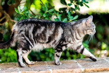 Stray Tabby Fur Striped Cat Side Closeup With Green Plants In Garden Walking On Street Brick Railing In Perugia, Umbria Italy Park