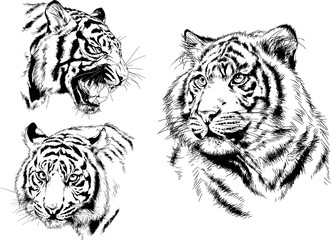 vector drawings sketches different predator , tigers lions cheetahs and leopards are drawn in ink by hand , objects with no background