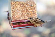 Closeup Of One House Sparrow Bird Perched On Plastic Feeder Sitting Looking Eating Feed Millet Seeds Outside In Hanging Garden
