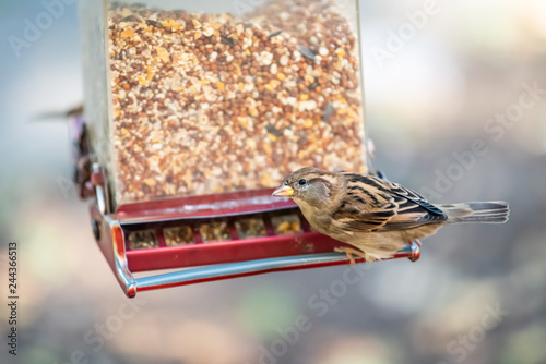 Closeup Of One House Sparrow Bird Perched On Plastic Feeder