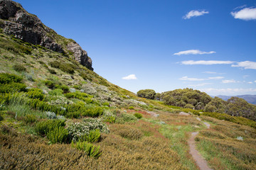 Canvas Print - Mount Buller Walking and Biking Trails in Summer