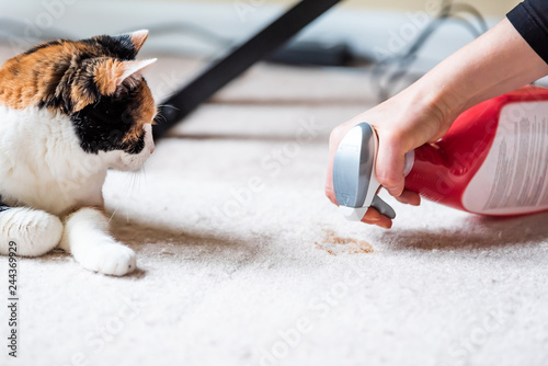Fotografía Closeup side profile of calico cat face looking at mess on carpet inside indoor