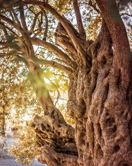 old olive tree with olives for oil production