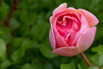 Wall Mural - Beautiful pink rose like a ball