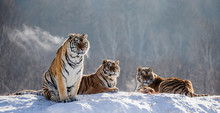 Several Siberian Tigers On A Snowy Hill Against The Background Of Winter Trees. China. Harbin. Mudanjiang Province. Hengdaohezi Park. Siberian Tiger Park. Winter. Hard Frost. (Panthera Tgris Altaica)