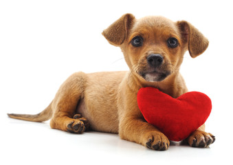 Poster - Puppy with heart.