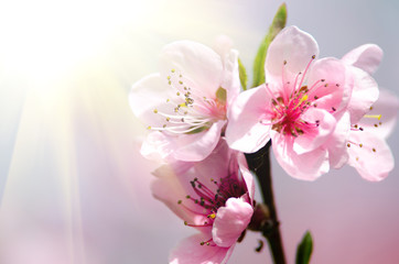 Wall Mural - pink peach blossom