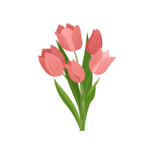 Cute Pink Tulips With Green Leaves. Beautiful Spring Bouquet. Nature Theme. Flat Vector Illustration