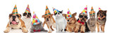 Fototapeta  - adorable cats and dogs wearing colorful birthday hats looking funny