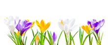 Colorful Crocus Flowers Isolated On White Background