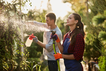 Wall Mural - Work in the garden. Girl gardener sprays water and a guy sprays fertilizer on plants in the beautiful nursery-garden on a sunny day.