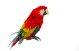 Fototapeta Zwierzęta - Macaw parrot isolated on white background
