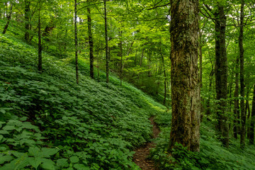 Naklejka na meble Thin Trail Through Summer Foliage