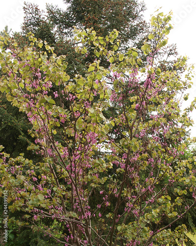 Cercis Siliquastrum Arbre De Judée Ou Gainier Silicastre