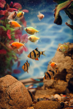 Colorful Fish In The Aquarium